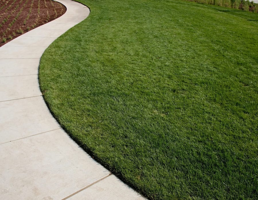 Curved Pathway Lawn